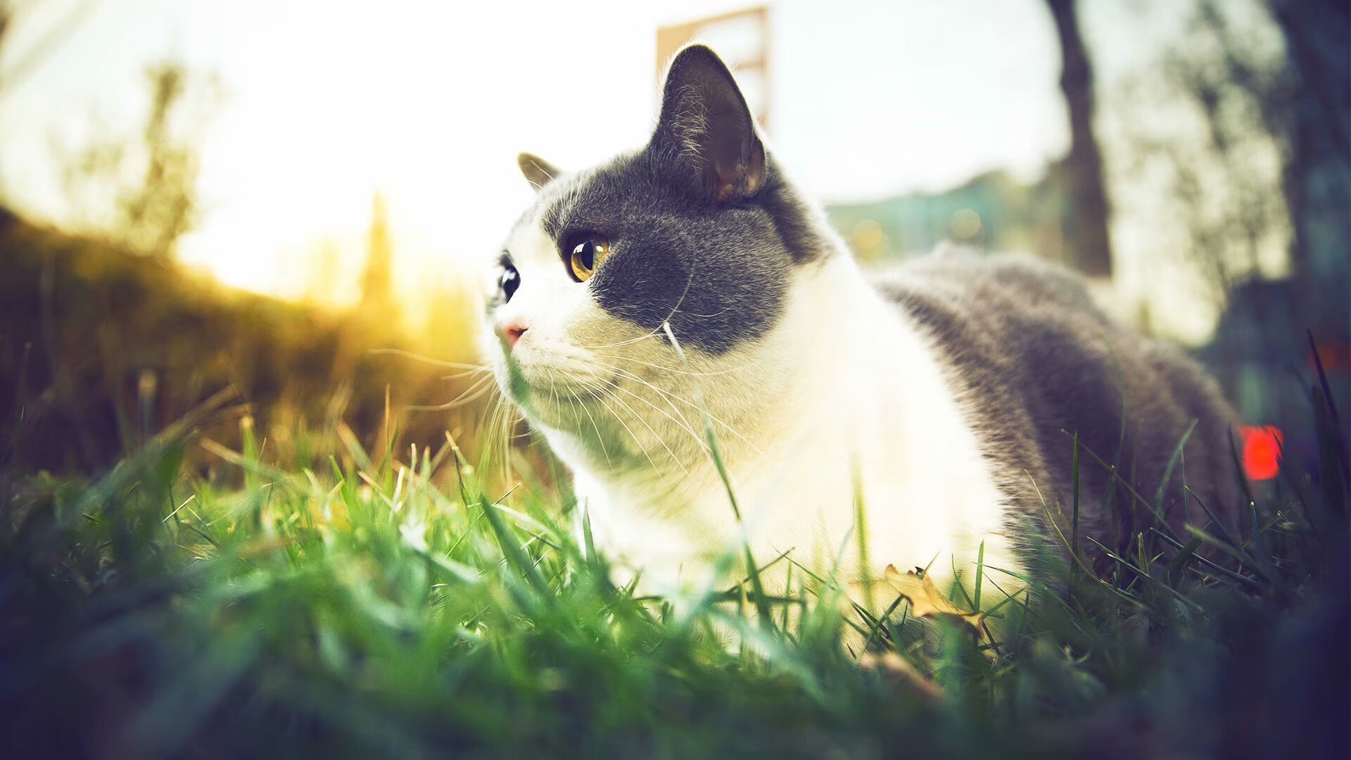 爱游戏官方入口-冰火对决，巨人倒下，渺小伟大