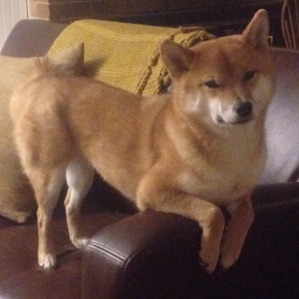 东欧雪狼对峙远东铁骑,杜兰特的孤城救赎