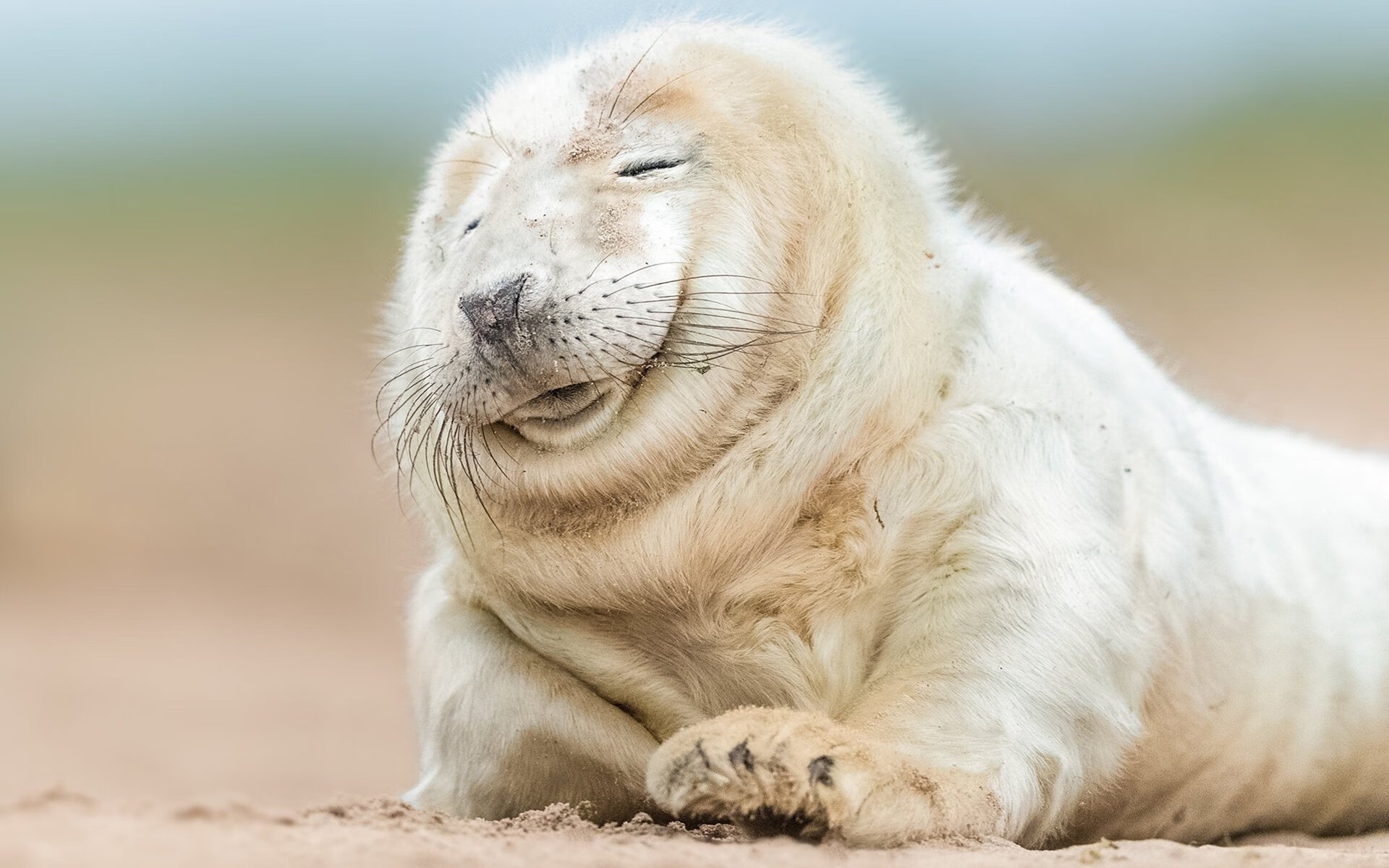 伊朗粉碎奥地利，一位名叫加维的奥地利人，如何成为对手的关键先生？