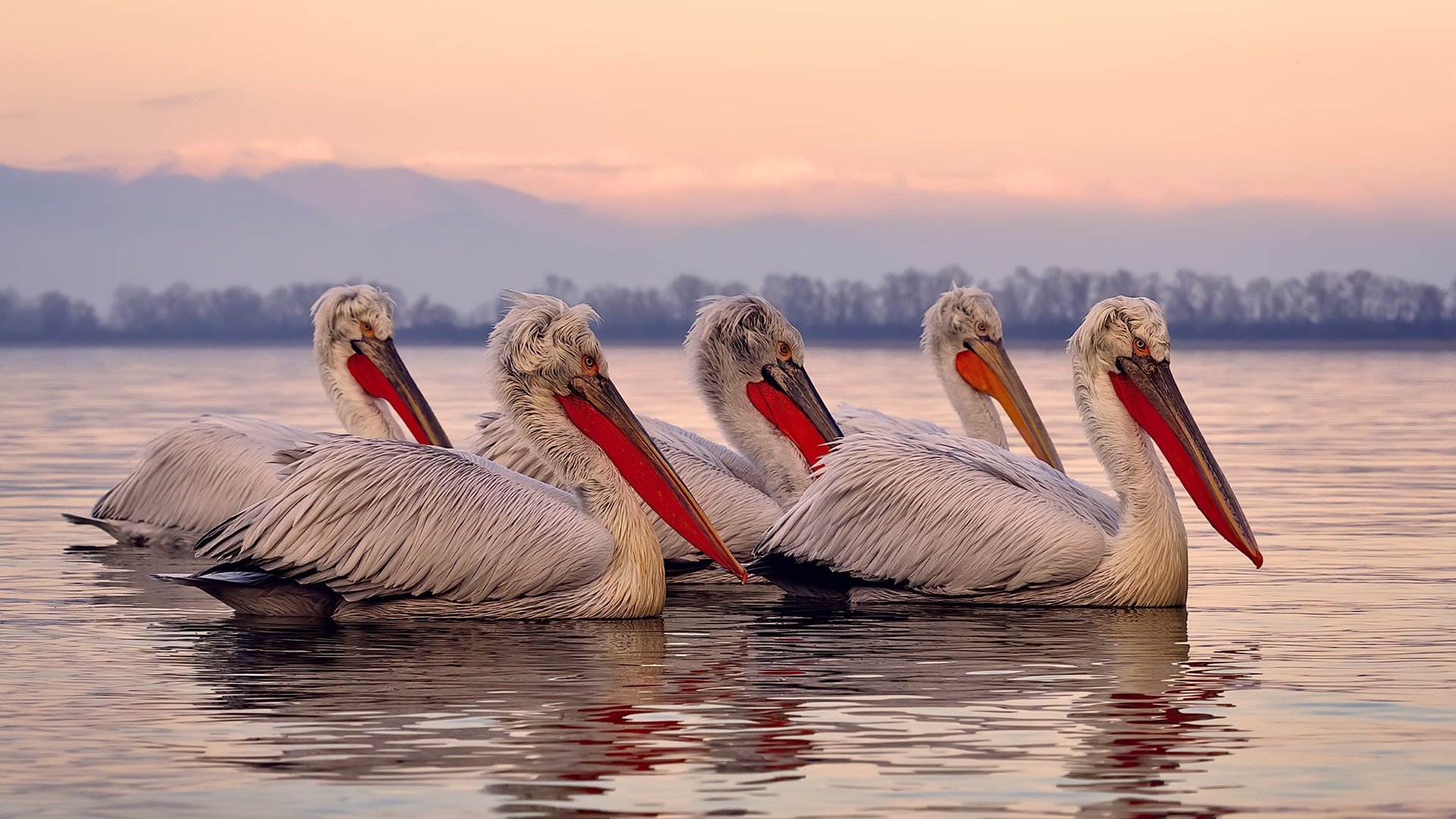 爱游戏在线-绿茵终章与篮球心跳，小贾伦的欧冠决赛之夜