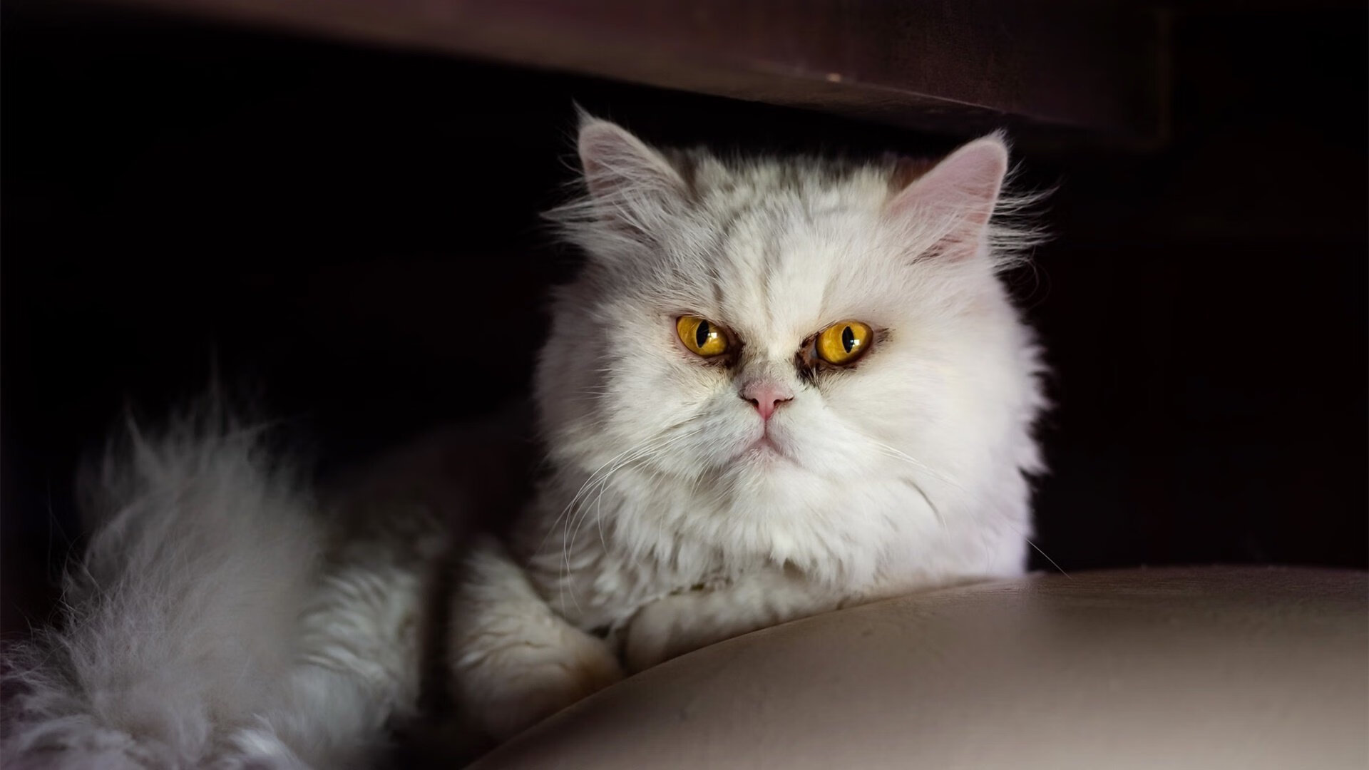 终极跨界，牙买加闪电在超级赛道世界杯决赛圈正面击溃黄色潜水艇