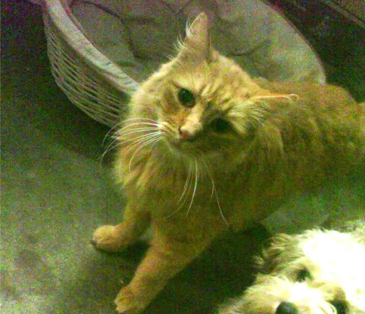 终极跨界，牙买加闪电在超级赛道世界杯决赛圈正面击溃黄色潜水艇