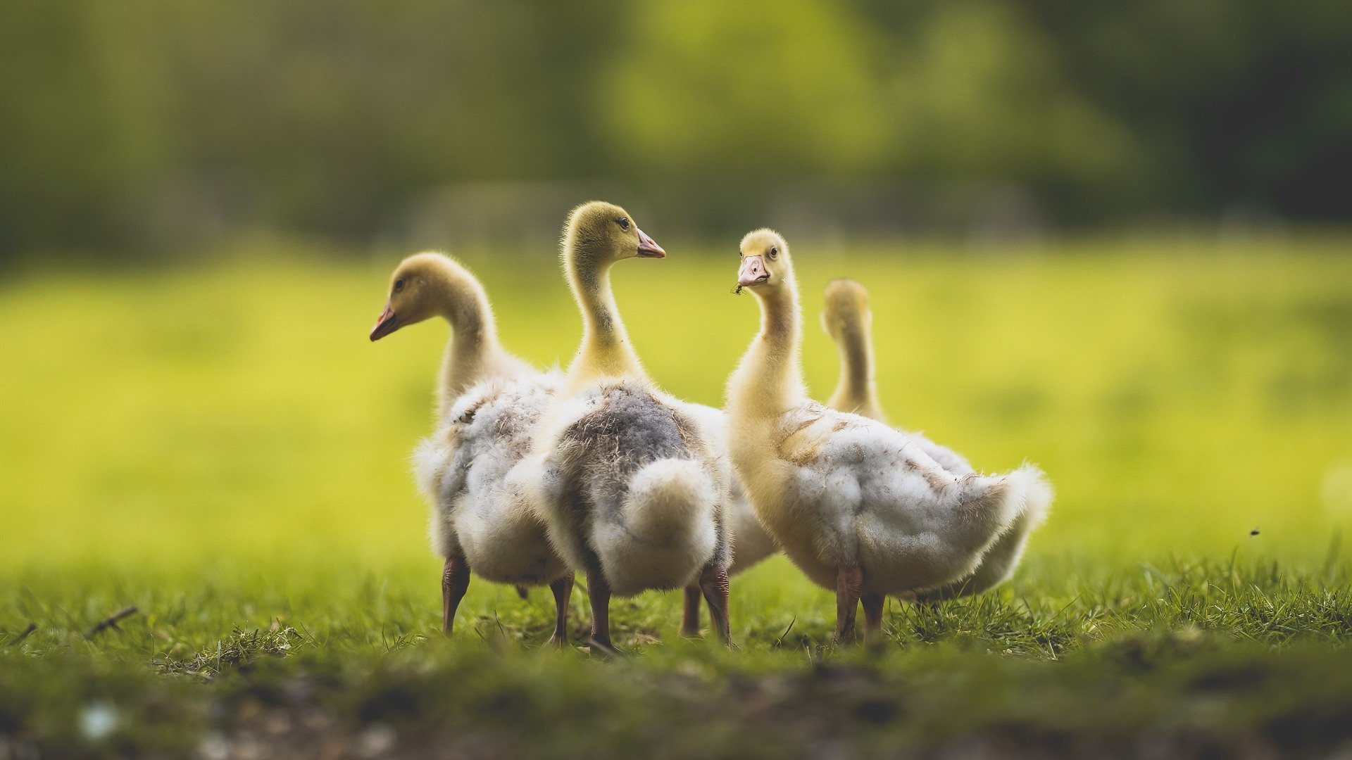 经纬之间，当玻利维亚的高原风暴遇上范戴克的不掉线防御