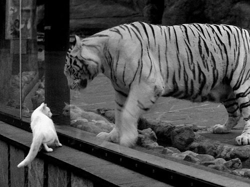 爱游戏APP-当沙漠绿茵对话地中海烈焰，卡瓦哈尔一役刷新足球东西交融新纪录