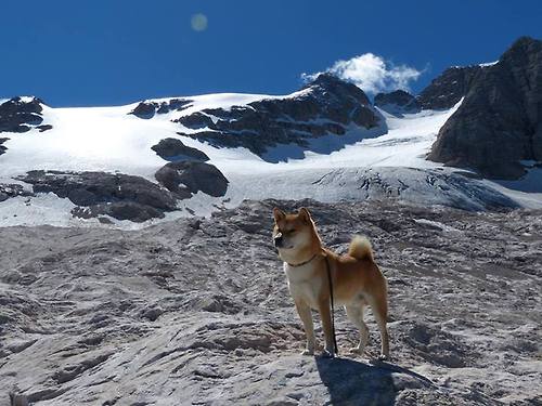 当狐狸披上长城战袍，福克斯48分神迹助北京队历史性击退森林狼