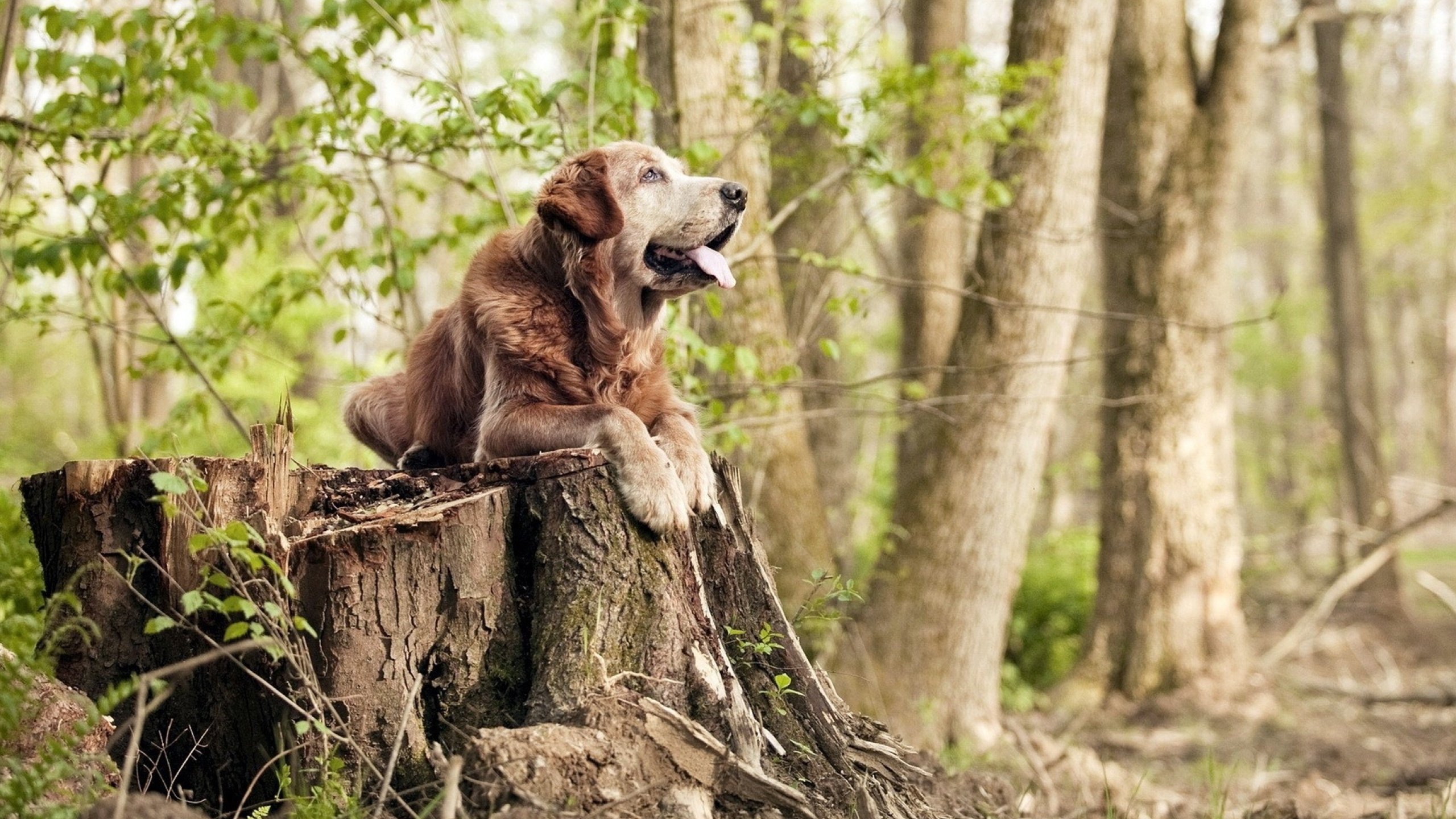 爱游戏大厅-完美狙击，当布克成为公牛射穿篮网的最后一颗子弹