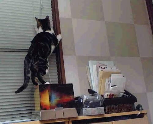 当足球遇见文艺复兴，弗拉霍维奇在佛罗伦萨的艺术接管