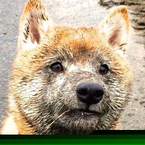 爱游戏大厅-迪巴拉黄金时刻铸就传奇，尼日利亚坚韧之师击穿勒沃库森铁壁