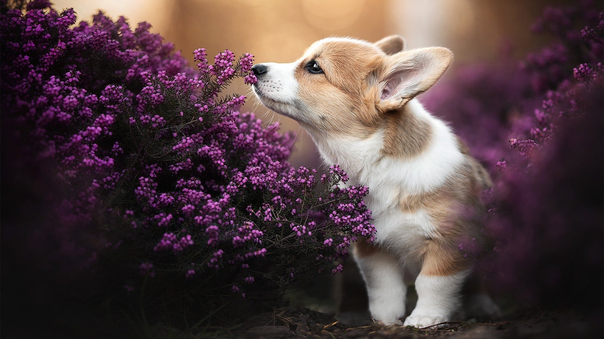 爱游戏官网-新王登基的宣言，美加墨世界杯焦点战，葡萄牙3-0速胜苏格兰开启后C罗时代