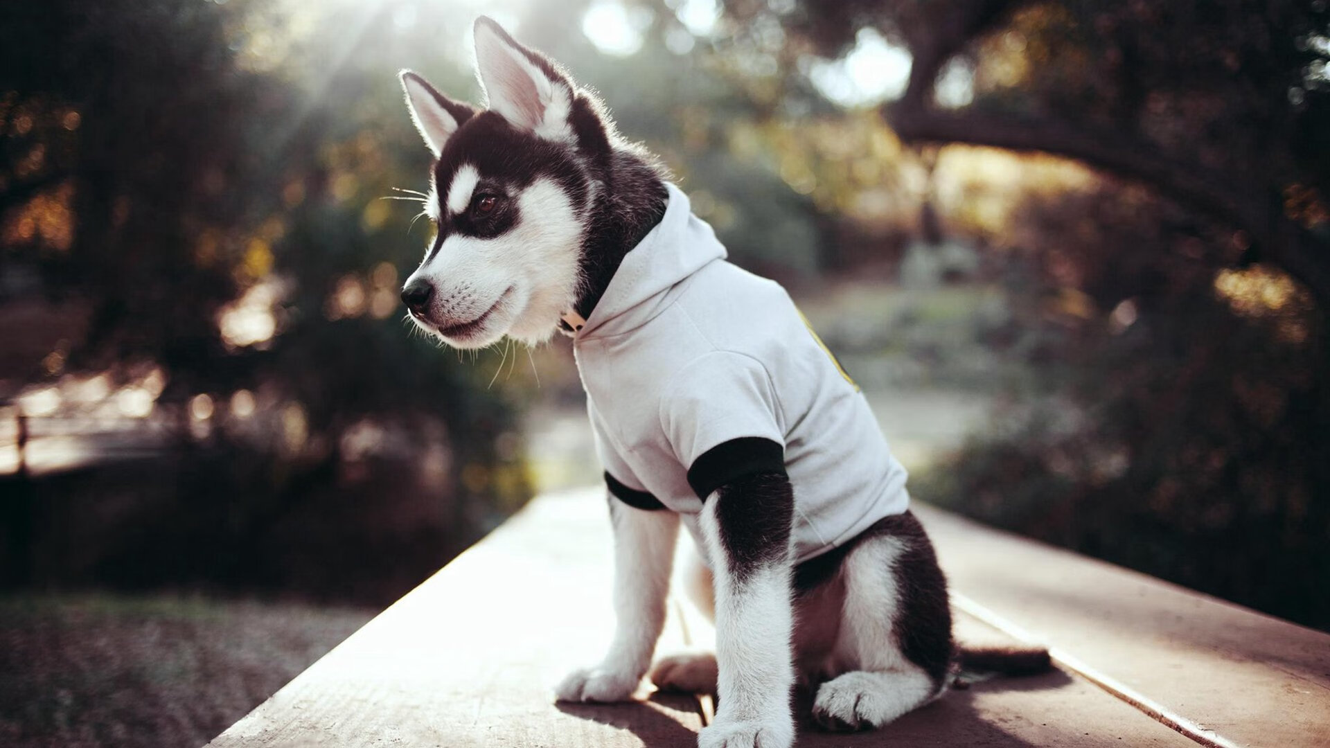 爱游戏入口-节奏迷宫中的钥匙，范弗利特助76人掌控鹈鹕