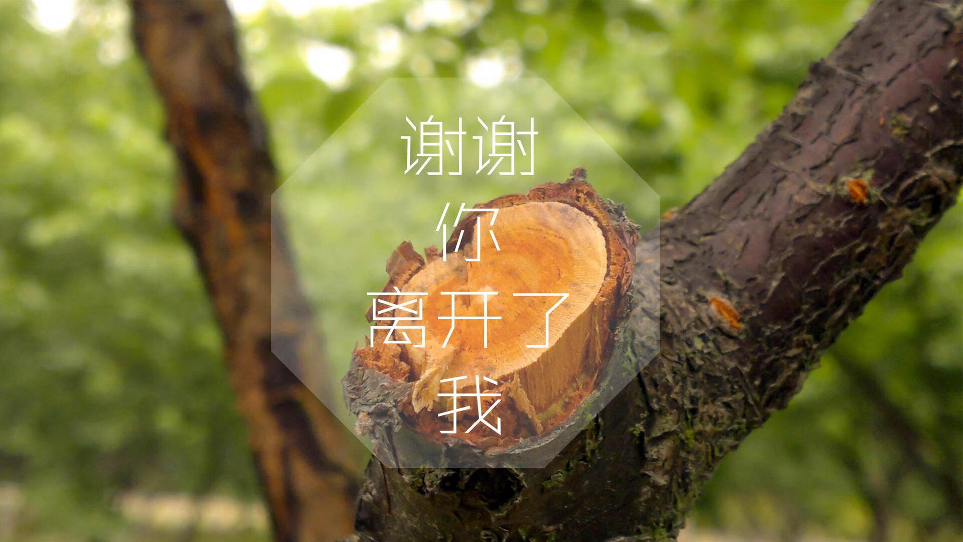死亡之组的破局者,当印度神锋碾压北非铁骑,哈兰德的进击宣言震撼2026世界杯