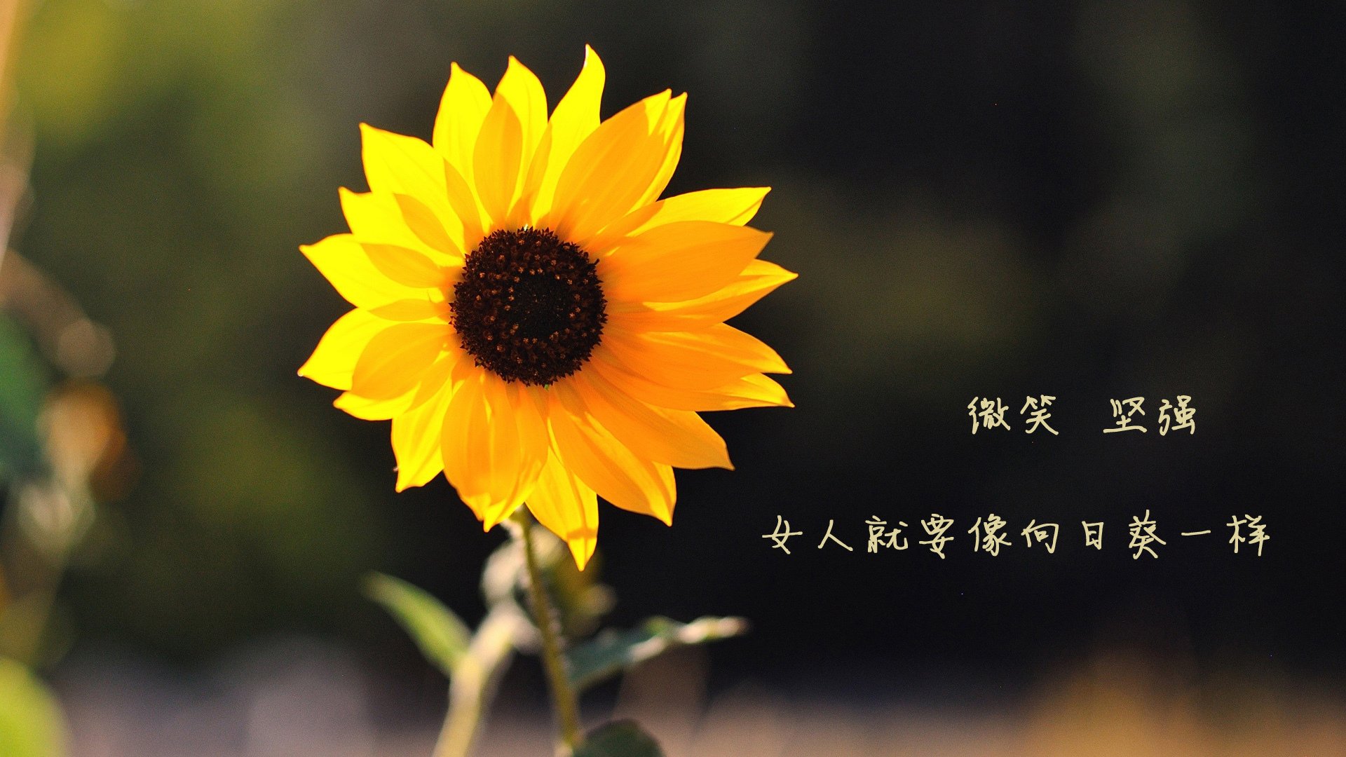 爱游戏娱乐-唯一之刺，当全场压制遇上致命一击，比利时在2026世界杯F组缔造不可复制的经典
